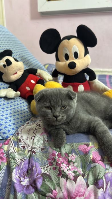 Скотиш фолд тоза зот мушукча
