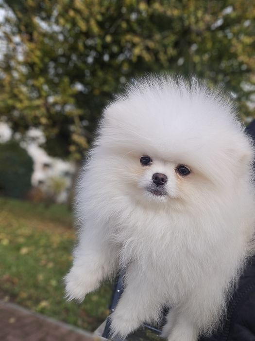 Померани на 3 месеца