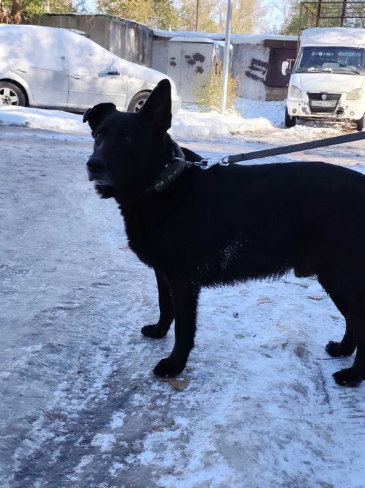 Пёс 2 года ищет дом