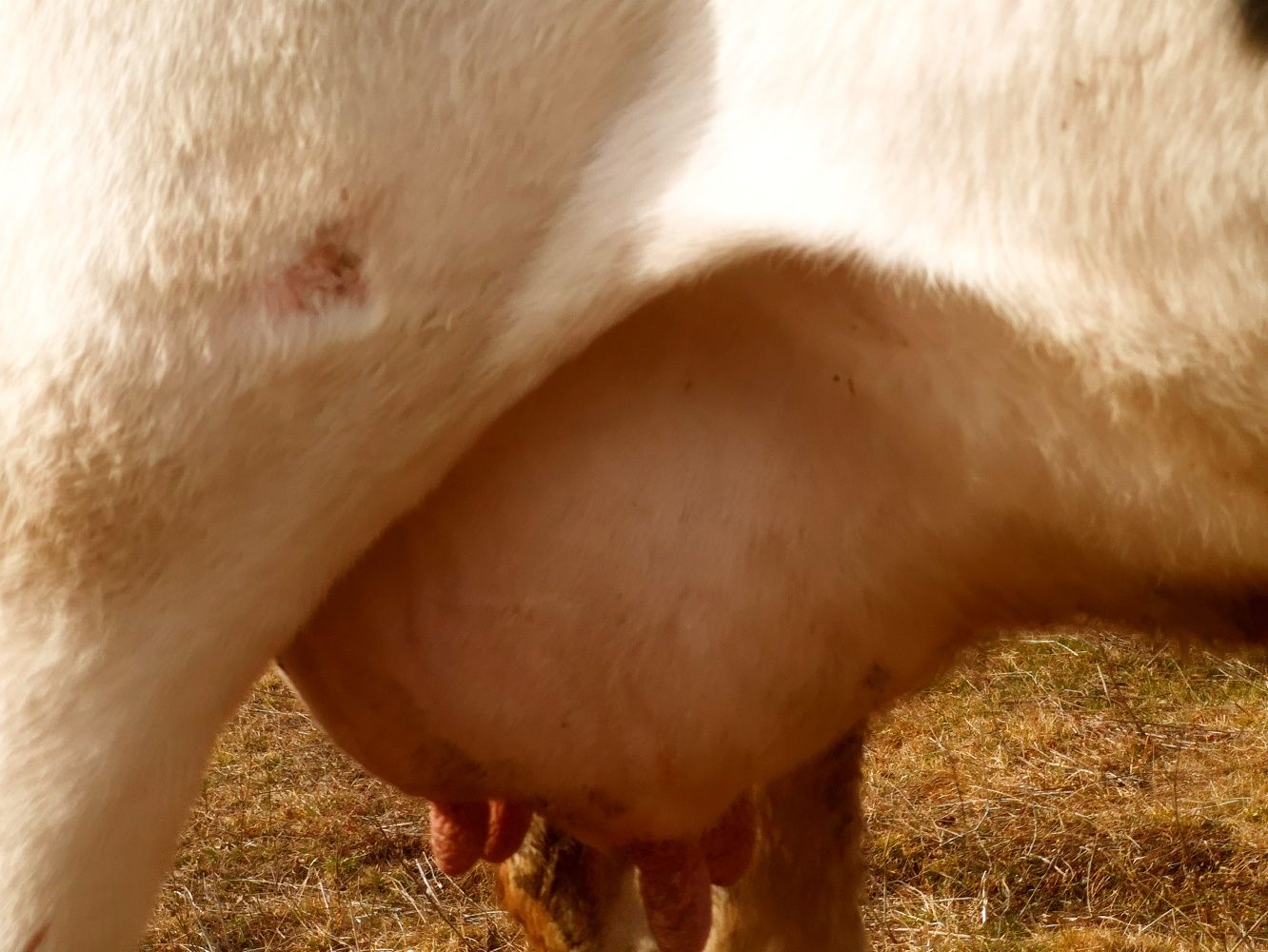 De vânzare vacă holstein foarte bună de lapte