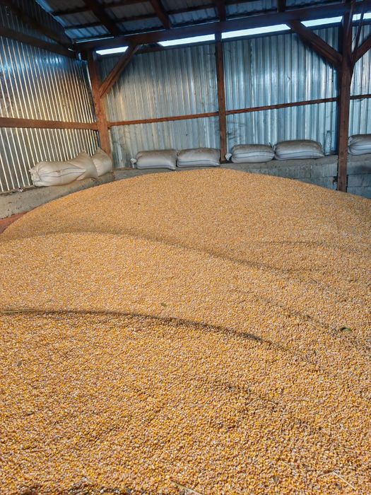 Vând porumb anul 2025