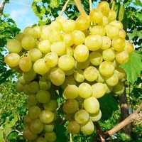 Продам рассаду винограда зелёный сорт Алёшенька