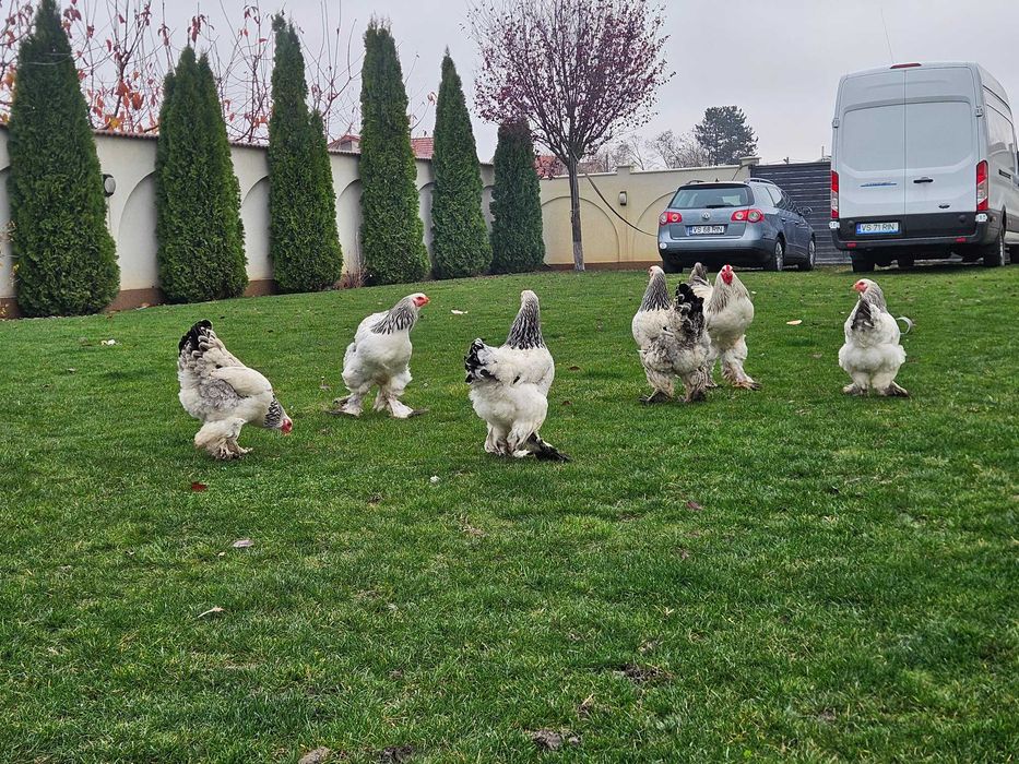 Gainu Barahma hd de vanzare