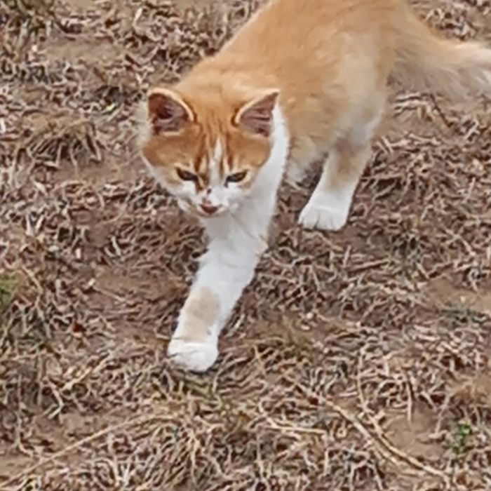 Котенца на 3 и 4 месеца търсят спешно дом