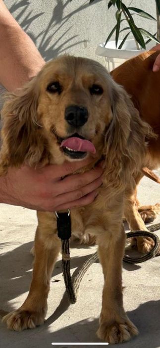 Кокер шпаньол бебета