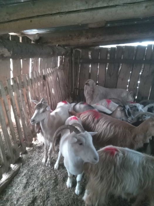 Capre de vinzare sau schimb cu manza sau vaca