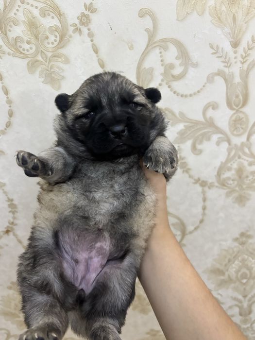 Продаются щенки здоровые 1 месяц