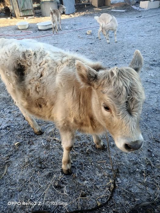 Продается 6 месяцев