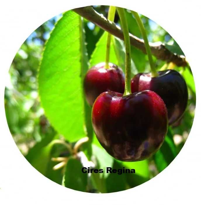 Pomi fructiferi-Cires Amar ( Negru, Roz si Alb)