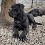 Femela Cane Corso cu Pedigree