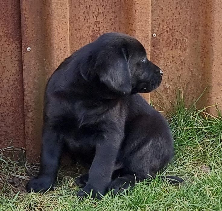 Labrador retriever negru