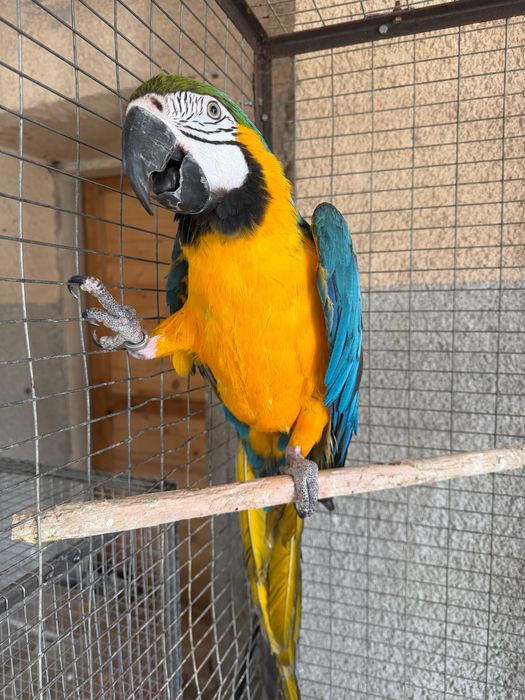 Синьо- жълта Ара