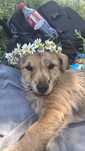 Caine de talie mica spre adoptie