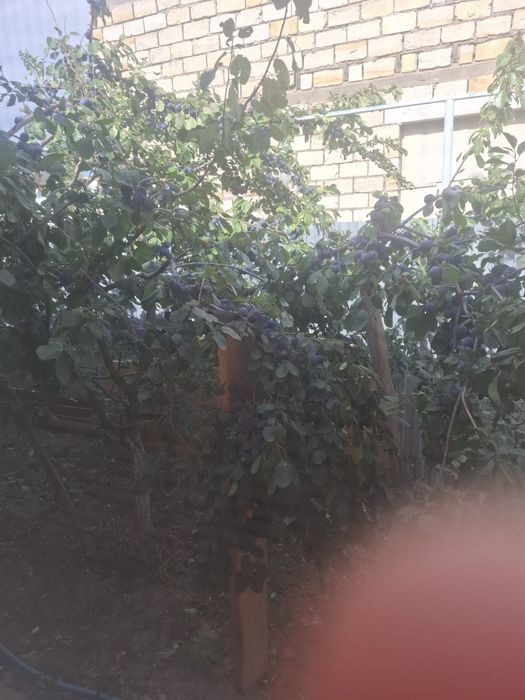 Слива и тарнослив