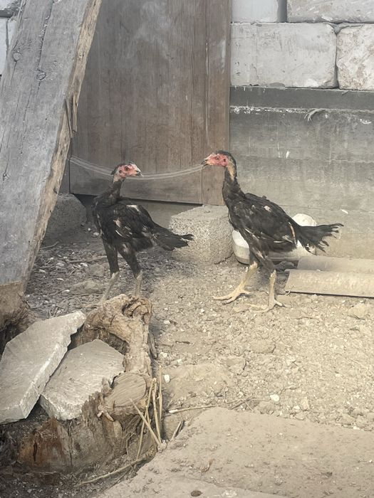 Dakan xoroz touq jojala sotiladi