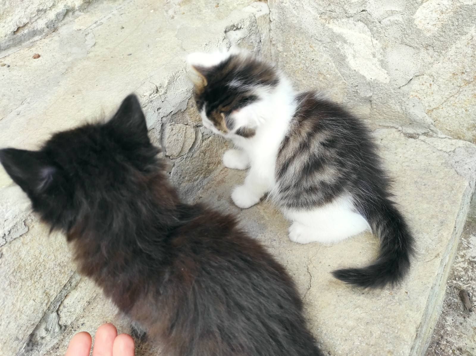 Двумесечни сладки котета