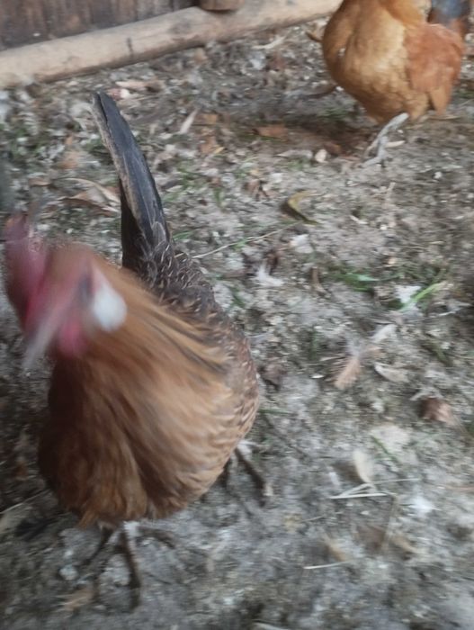 Джинки женски спешно! 4 бр.80 лв.