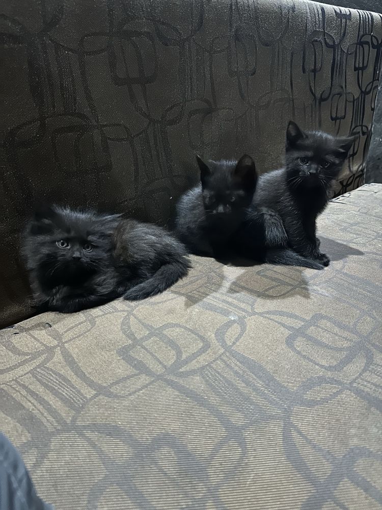 o’yinqaroq mushukcha. Tekin