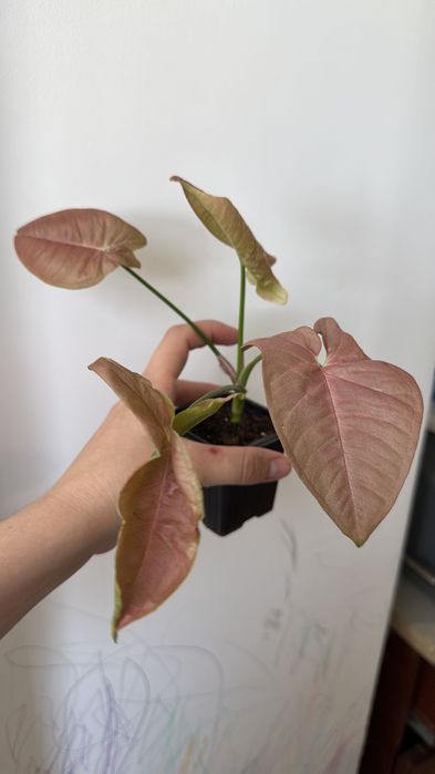 Сингониум, пинк, кристмас, комнатные растения