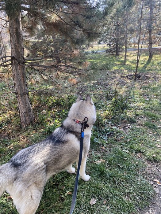 Вязка  Бесплатно