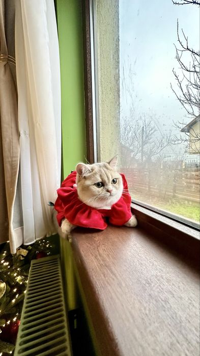 British Shorthair Chinchilla Blue Golden - Fetita certificat pedigree