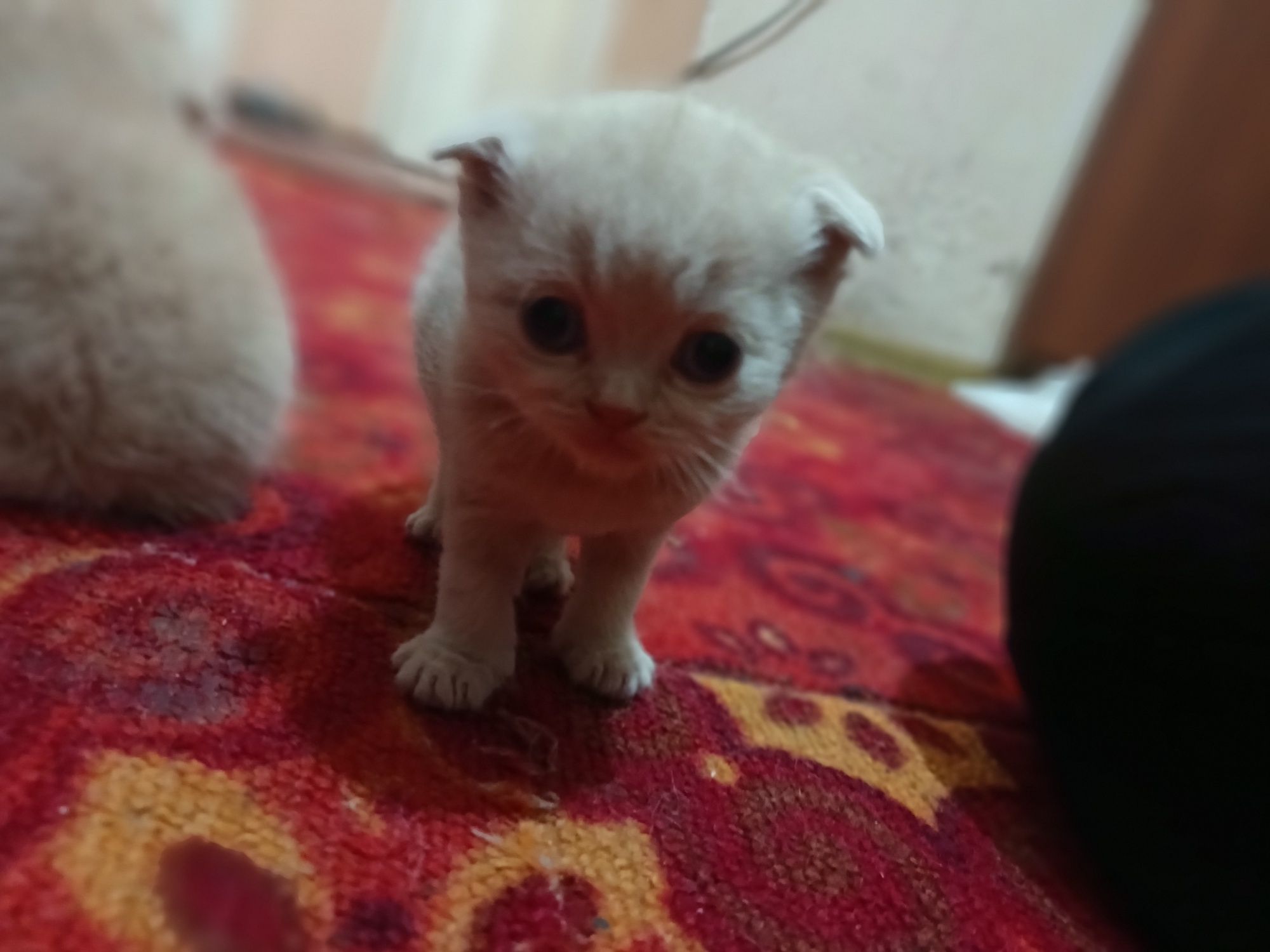 Scottish fold va strayt sotuvda