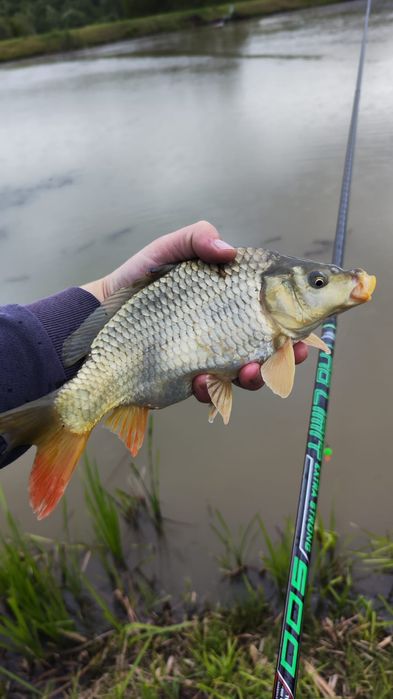 Puiet crap  fitofag caras