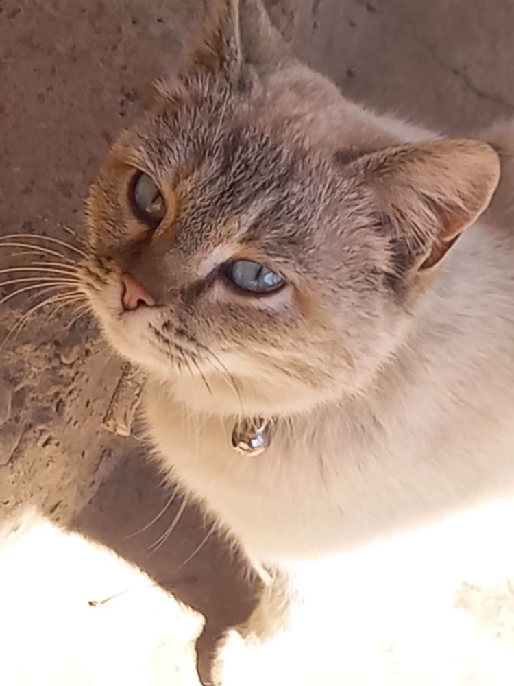 Кошку в добрые руки