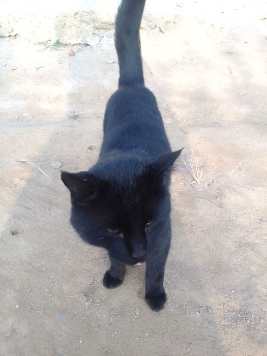 Qora mushuk sotiladi