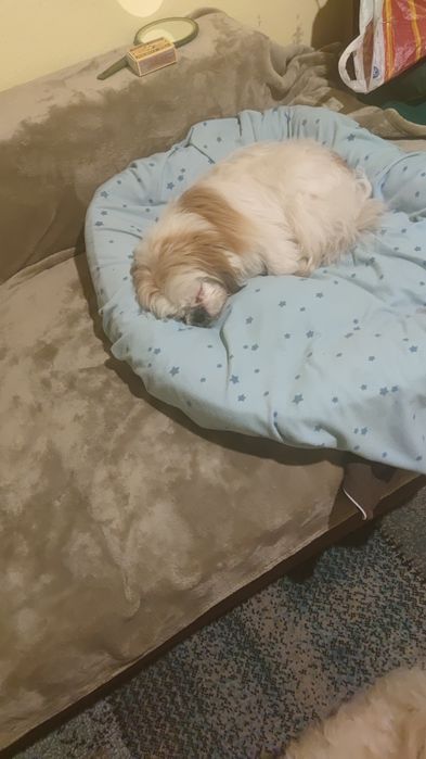 Se donează câine shi tzu în Târgu Mureș