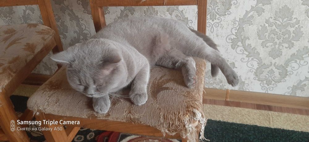 Породистая кошка. Самка.