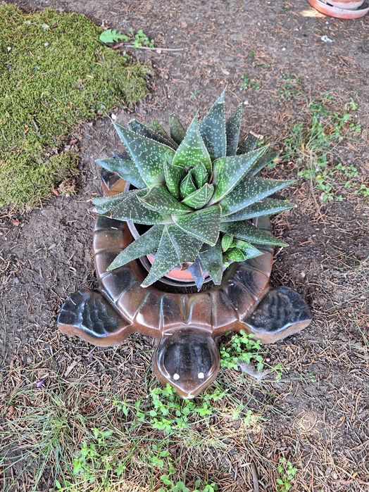 Бетонни костенурки за градина