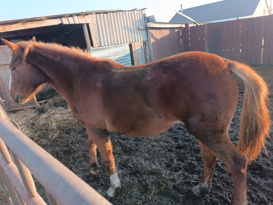 Обмен кобылки с откорма