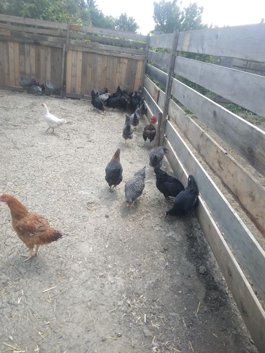 Puicuțe gâște rațe