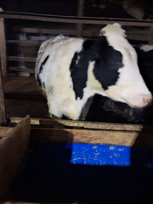 Голштен фриз оуножин