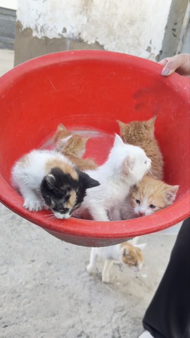 Mushuk bollari sotiladi xonaki hammasi chiroyli