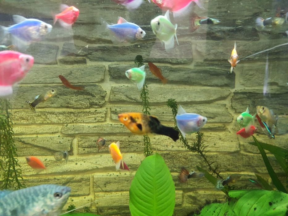 Hrana congelata si pesti acvariu xifo verde,gupy,scalari,cars,auriu,m