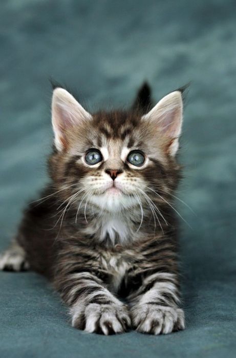 Norvegian de pădure