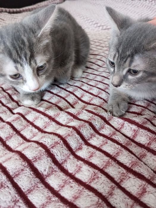 Отдам двух котят