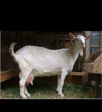 Продам коз занинская и англонубийская породы