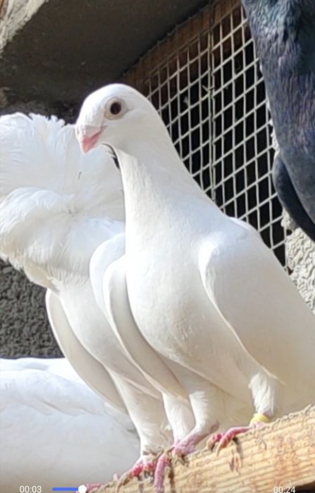 Голуби кинги и белгийские немцы