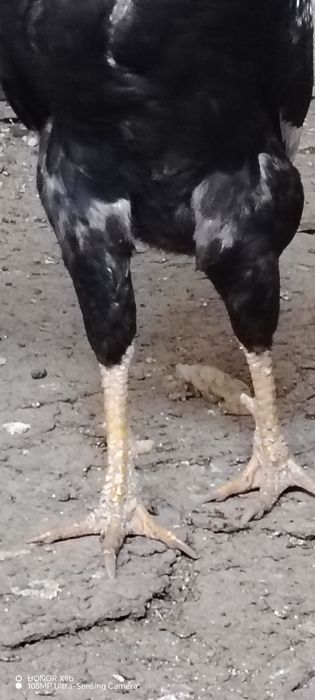 Хурозни хурози кук тухумдан очиб чиккан