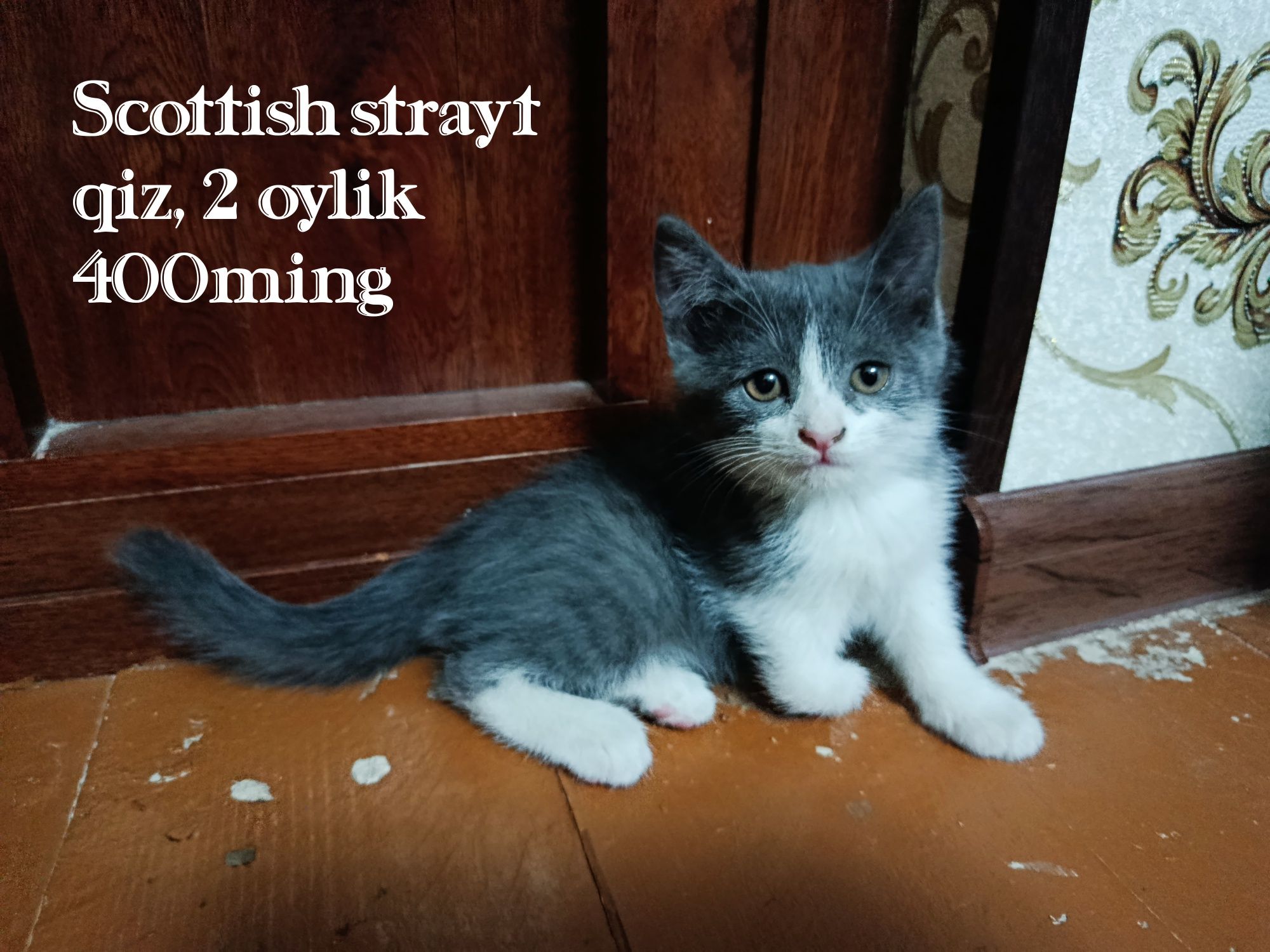 Зотдор мушук болалари сотилади!