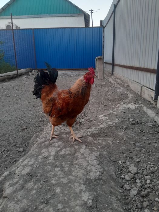 Срочно продам петуха