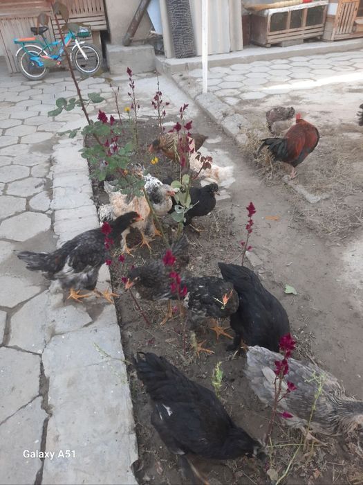 Xonaki tovuqlar sotiladi donasi 120 ming .Продаётся домашние курицы