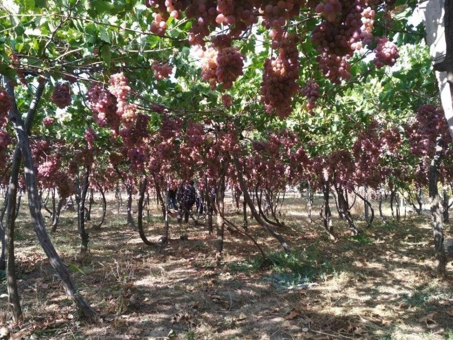 Агробизнес виноградники с возможностью многопрофильного хозяйства.