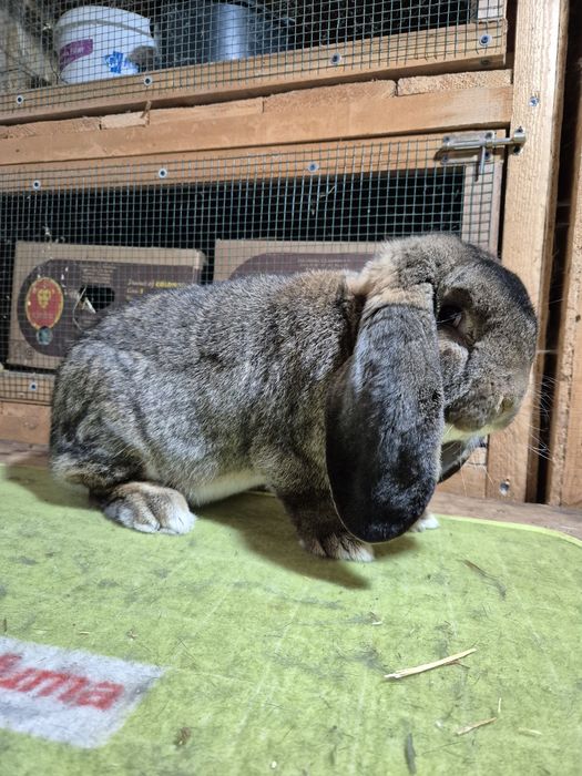 Masculi Berbec German