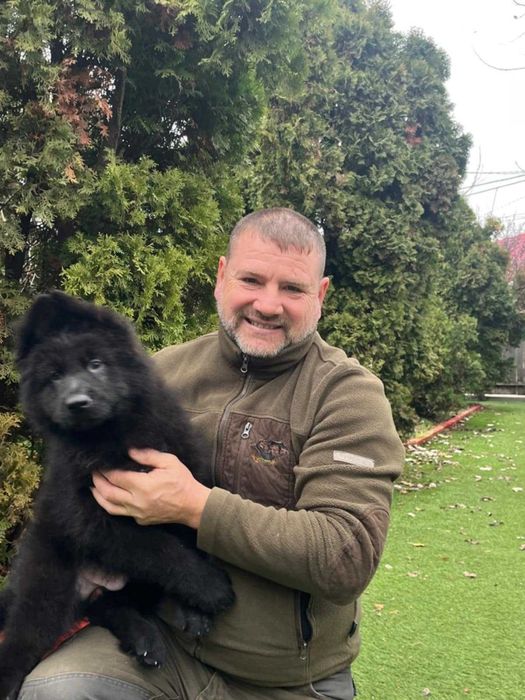 Vand  Ciobanesc German cu par lung