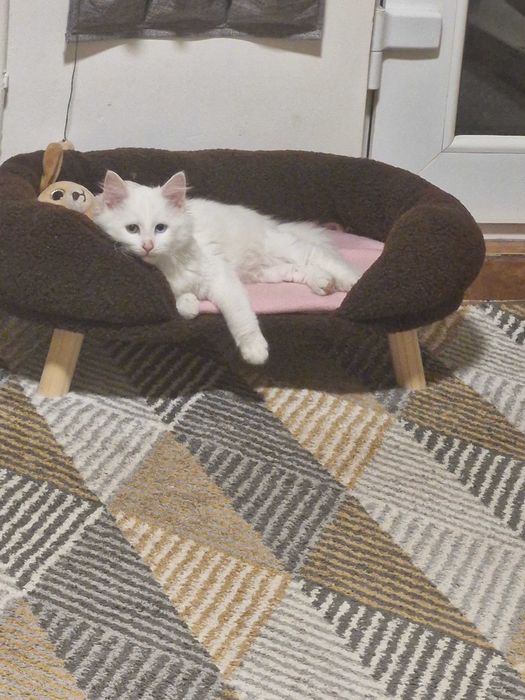 Donez pisica (motan)