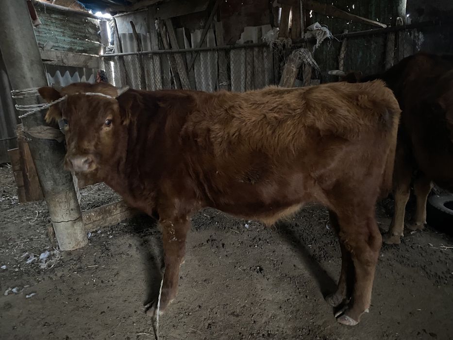 баспақ бұқа сатылады